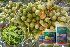 Bloom Plus kich thich ra hoa