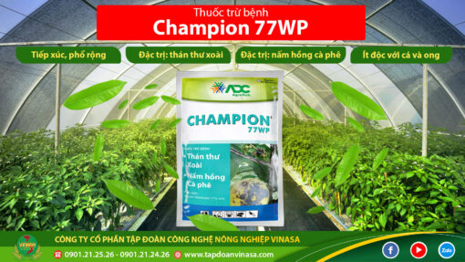 thuốc trừ nấm bệnh champion 77wp