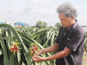 giá thanh long bình thuận