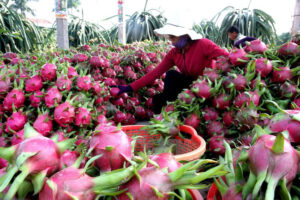 thanh long ruột đỏ Việt Nam