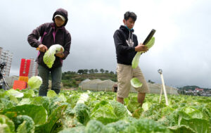 rau củ Đà Lạt