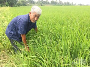 canh tác hữu cơ trên lúa