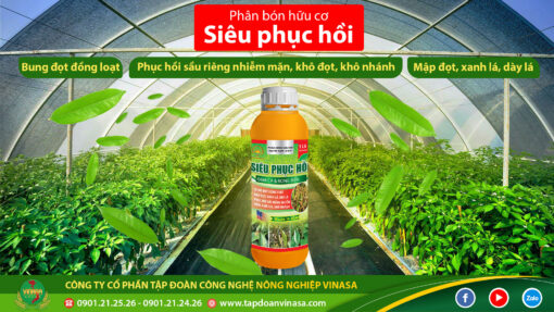 Siêu Phục Hồi