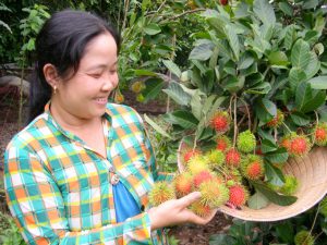 xử lý ra hoa chôm chôm