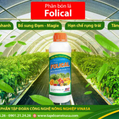 Folical canxi mỹ