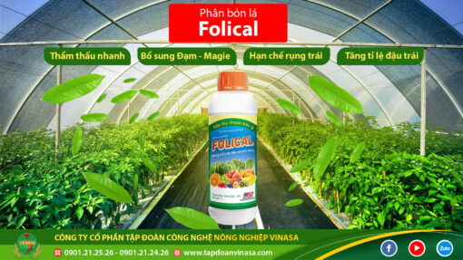 Folical canxi mỹ