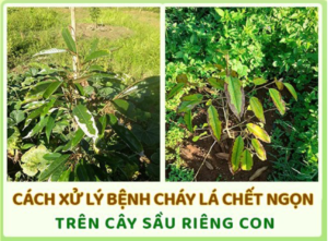 Cháy lá chết đọt cây sầu riêng