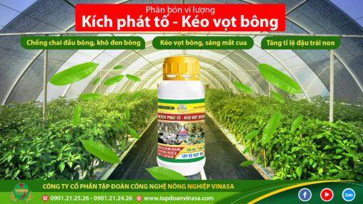 kích phát tố kéo vọt bông