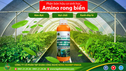 Phân bón lá Amino rong biển