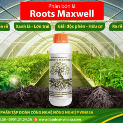 kích rễ roots maxwell