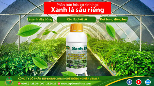 Xanh lá sầu riêng