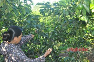 bệnh vàng lá gân xanh