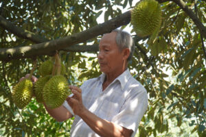 giá sầu riêng