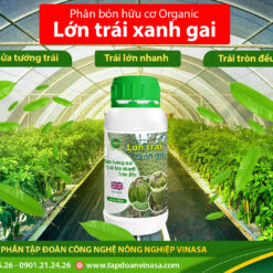 Lớn Trái Xanh Gai