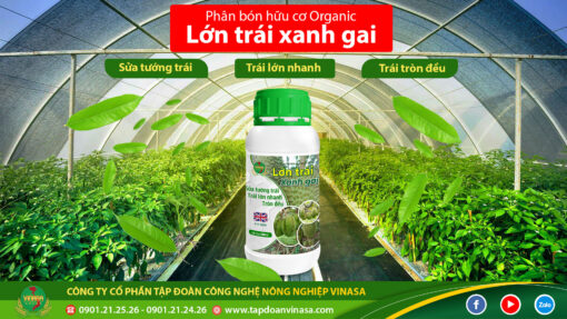 Lớn Trái Xanh Gai