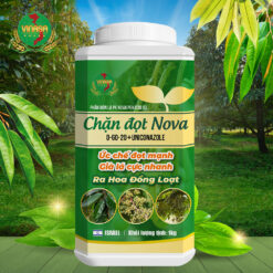 Chặn đọt nova