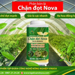 Chặn đọt nova