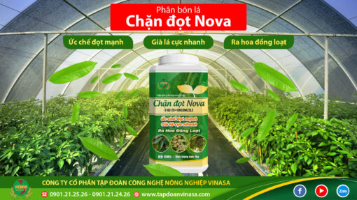 Chặn đọt nova