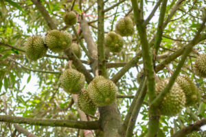 nấm phytophthora