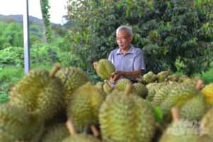 sầu riêng lâm đồng