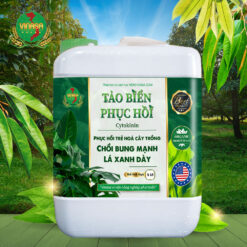 Tảo Biển Phục Hồi