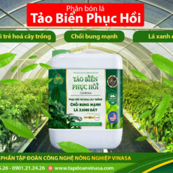 Tảo Biển Phục Hồi