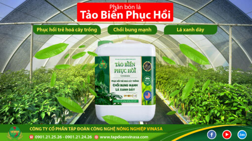 Tảo Biển Phục Hồi